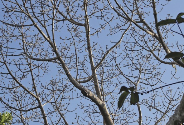 El Parque Natural Metropolitano se caracteriza por tener dos tipos de bosques, el húmedo tropical y el seco tropical. El Parque Natural Metropolitano se caracteriza por tener dos tipos de bosques, el húmedo tropical y el seco tropical.