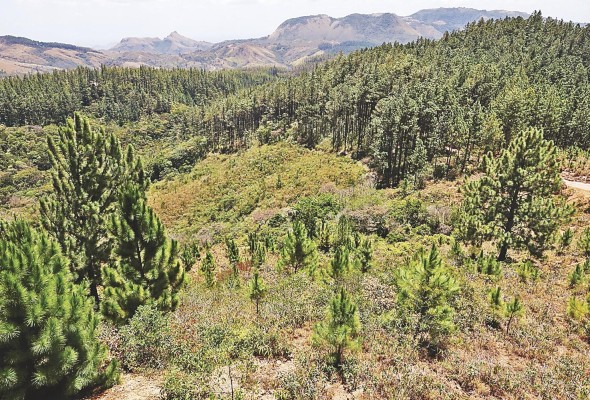 Este proceso en el que los bosques capturan carbono de la atmósfera contribuye a la mitigación del cambio climático. Este proceso en el que los bosques capturan carbono de la atmósfera contribuye a la mitigación del cambio climático.