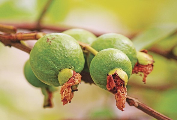 Esta diminuta fruta ovalada o circular, vista en muchos países como exótica, es siete veces más rica en vitamina C que la naranja. Esta diminuta fruta ovalada o circular, vista en muchos países como exótica, es siete veces más rica en vitamina C que la naranja.