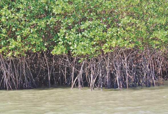 El territorio cuenta con 177.293 hectáreas de manglar en el país, de las cuales 164.124 están en el litoral Pacífico y las restantes 13.169 están en el Caribe. El territorio cuenta con 177.293 hectáreas de manglar en el país, de las cuales 164.124 están en el litoral Pacífico y las restantes 13.169 están en el Caribe.