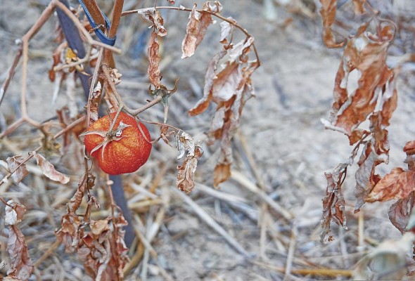 El cambio climático ya es vista como una amenaza para la producción de alimentos. El cambio climático ya es vista como una amenaza para la producción de alimentos.