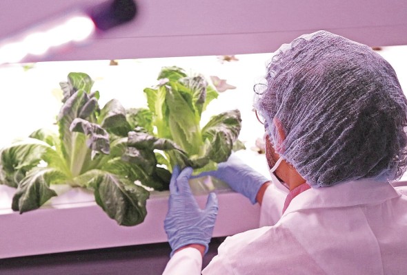 El sistema incorpora hidroponía, solución de nutrientes, luces Led para la fotosíntesis, sensores de temperatura, pH, conducción eléctrica del agua, cámaras, todo bajo control remoto. El sistema incorpora hidroponía, solución de nutrientes, luces Led para la fotosíntesis, sensores de temperatura, pH, conducción eléctrica del agua, cámaras, todo bajo control remoto.