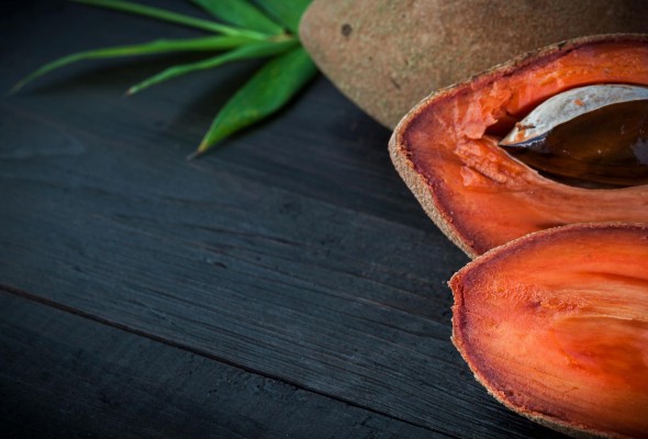Mamey sapote ('pouteria sapota') o mamey colorado Mamey sapote ('pouteria sapota') o mamey colorado