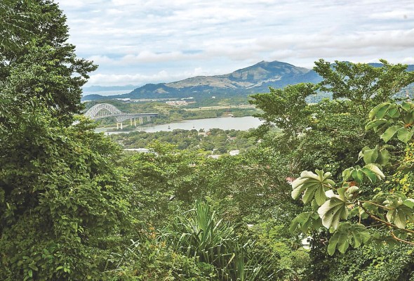 Los bosques se convierten en depósitos naturales de CO2. Los bosques se convierten en depósitos naturales de CO2.