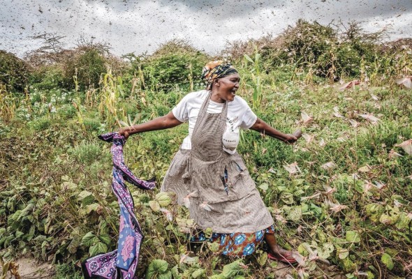 De proporción apocalíptica, la plaga de langosta que asola África De proporción apocalíptica, la plaga de langosta que asola África