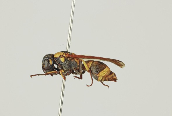 ' Stenodynerus otomitus'. ' Stenodynerus otomitus'.