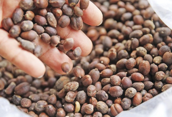 Panamá es reconocido a nivel internacional por el aroma y la calidad de sus cafés. Panamá es reconocido a nivel internacional por el aroma y la calidad de sus cafés.