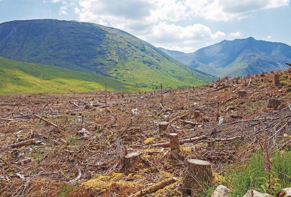 Más de 100 países dan su respaldo al pacto para detener la deforestación. Más de 100 países dan su respaldo al pacto para detener la deforestación.