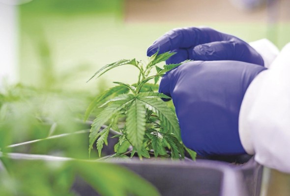 Panamá reguló el uso medicinal y terapéutico del cannabis y sus derivados con la Ley 242 de 2021. Panamá reguló el uso medicinal y terapéutico del cannabis y sus derivados con la Ley 242 de 2021.