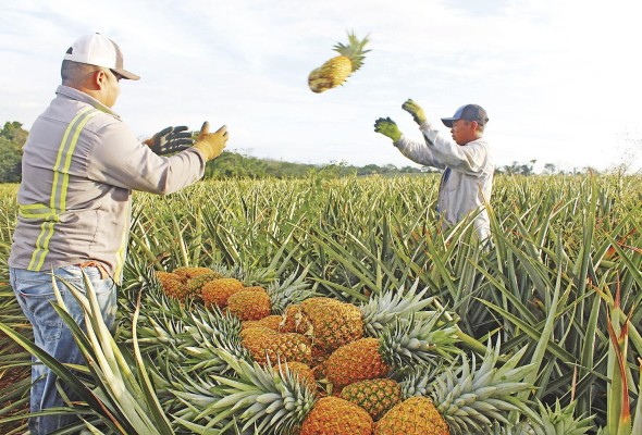 Las Zanguengas es una de las principales comunidades productoras de piña en Panamá. Las Zanguengas es una de las principales comunidades productoras de piña en Panamá.