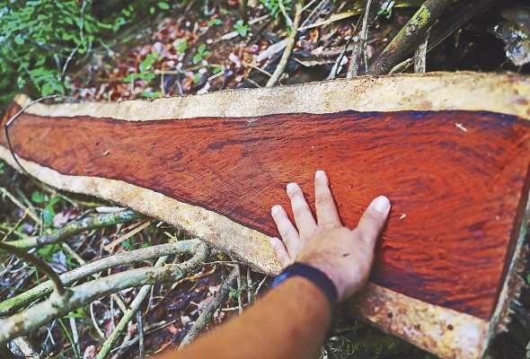 La madera de cocobolo, conocida como el marfil Latinoamericano, característico por su dureza y tonalidades rojizas y naranjas, tiene una gran demanda en China. La madera de cocobolo, conocida como el marfil Latinoamericano, característico por su dureza y tonalidades rojizas y naranjas, tiene una gran demanda en China.
