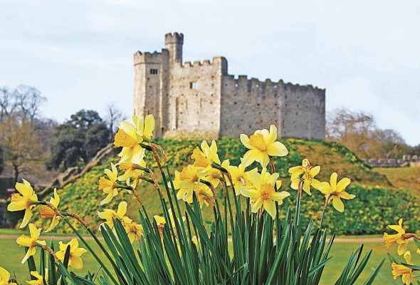 Castillo de Cardiff, en Gales, detrás de Daffodils, la flor nacional galesa. Castillo de Cardiff, en Gales, detrás de Daffodils, la flor nacional galesa.