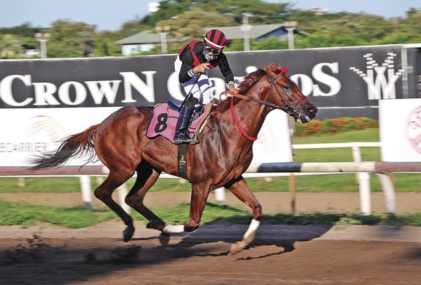Sin dudas, el caballo estadounidense 'Capocostello' se lleva el premio al mejor equino del primer semestre de 2021 en la hípica panameña. Sin dudas, el caballo estadounidense 'Capocostello' se lleva el premio al mejor equino del primer semestre de 2021 en la hípica panameña.