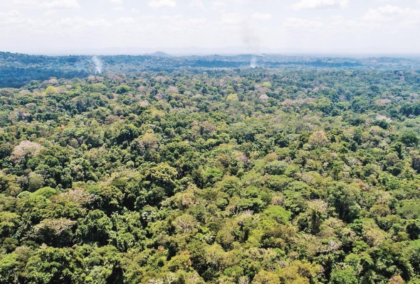 Los datos en hectáreas y porcentajes de los Bosques y Otras Tierras Boscosas para el año 2021 y el resultado reflejaron que Panamá cuenta en cobertura con un 68%. Los datos en hectáreas y porcentajes de los Bosques y Otras Tierras Boscosas para el año 2021 y el resultado reflejaron que Panamá cuenta en cobertura con un 68%.