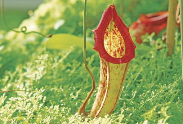 Nepenthes Nepenthes