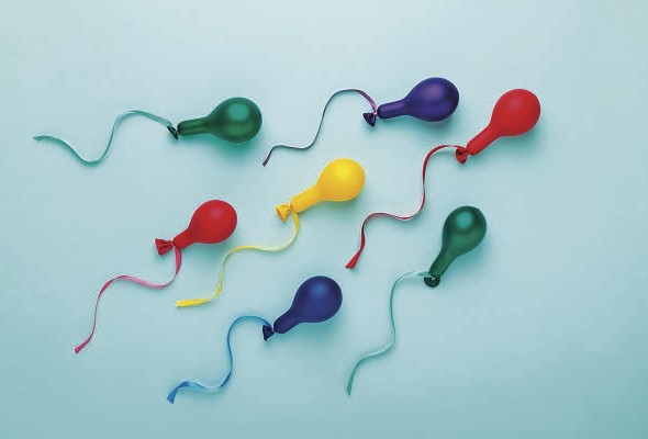 Los espermatozoides se regeneran cada 72 horas, lo que permite al hombre tener mayor producción de esperma de forma natural. Los espermatozoides se regeneran cada 72 horas, lo que permite al hombre tener mayor producción de esperma de forma natural.