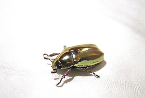 Ejemplar de la especie 'Chrysina dzidorhum' Ejemplar de la especie 'Chrysina dzidorhum'