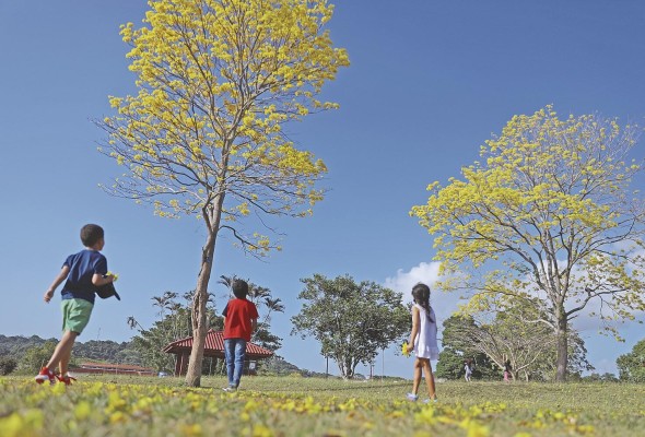 El Guayacán se observa mucho en las áreas urbanas de la ciudad capital El Guayacán se observa mucho en las áreas urbanas de la ciudad capital