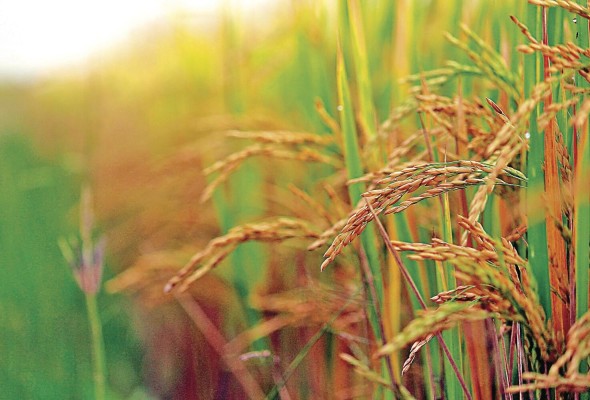 El clima podría sufrir modificaciones que afectarían el comportamiento productivo del cultivo del arroz. El clima podría sufrir modificaciones que afectarían el comportamiento productivo del cultivo del arroz.