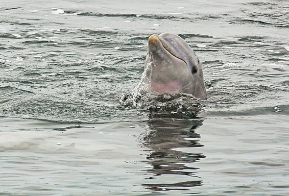 En la relación madre-cría, los delfines se diferencian entre sí con chirridos únicos, que funcionan como sus nombres. En la relación madre-cría, los delfines se diferencian entre sí con chirridos únicos, que funcionan como sus nombres.