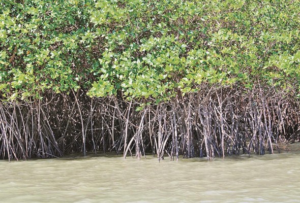 Estos ecosistemas ayudan a prevenir catástrofes naturales y dan importantes servicios a la humanidad. Estos ecosistemas ayudan a prevenir catástrofes naturales y dan importantes servicios a la humanidad.