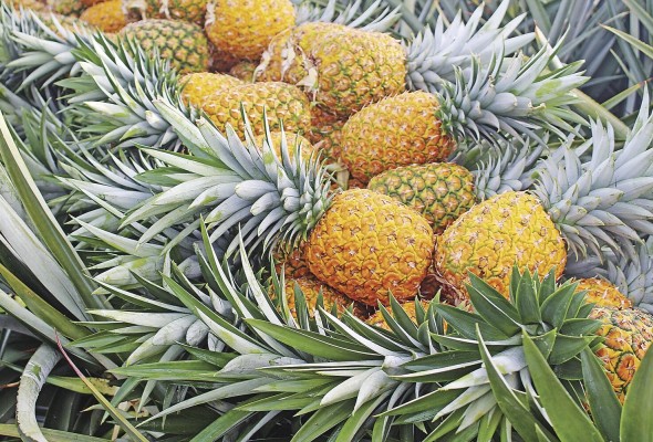 La Feria de la Piña se inaugura este jueves. La Feria de la Piña se inaugura este jueves.