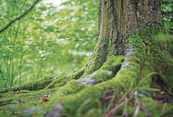 La biodiversidad abarca, por tanto, la enorme variedad de formas mediante las que se organiza la vida. Incluye todas y cada una de las especies que cohabitan con nosotros en el planeta. La biodiversidad abarca, por tanto, la enorme variedad de formas mediante las que se organiza la vida. Incluye todas y cada una de las especies que cohabitan con nosotros en el planeta.