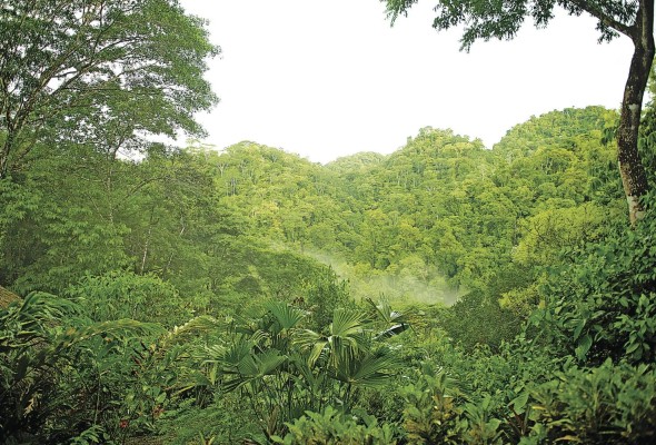En la PreCOP25 en Costa Rica, el tema las soluciones al cambio climático basadas en la naturaleza fue una de las discusiones principales. En la PreCOP25 en Costa Rica, el tema las soluciones al cambio climático basadas en la naturaleza fue una de las discusiones principales.