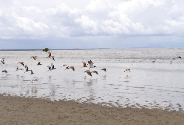 Más del 60% de su población migratoria de Limnodorus grisaceus depende de la Bahía de Parita. Más del 60% de su población migratoria de Limnodorus grisaceus depende de la Bahía de Parita.