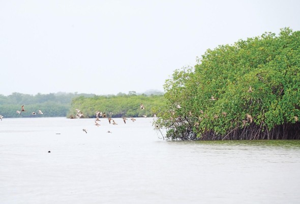 Ciam alerta de los peligros ambientales por la construcción del puerto Barú Ciam alerta de los peligros ambientales por la construcción del puerto Barú