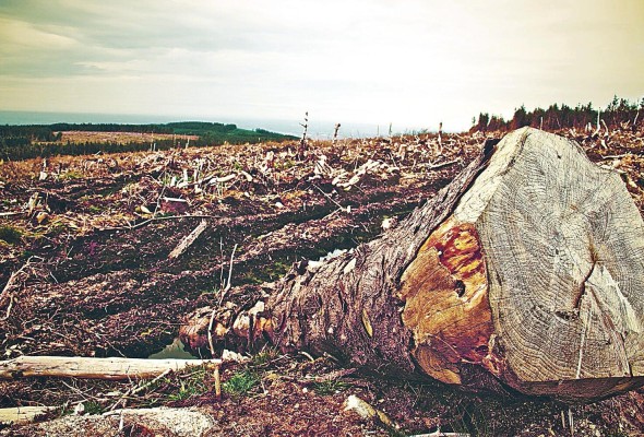 Las principales causas para la deforestación y la degradación son la agricultura de subsistencia de los pequeños agricultores y la construcción de carreteras y asentamientos. Las principales causas para la deforestación y la degradación son la agricultura de subsistencia de los pequeños agricultores y la construcción de carreteras y asentamientos.
