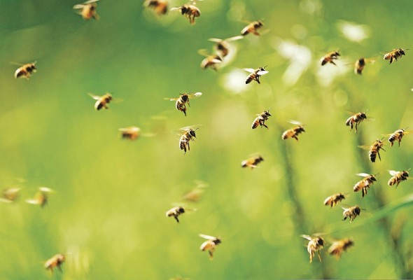 La FAO ha alertado a las naciones que las especies asociadas a la biodiversidad, como las abejas y los peces, están gravemente amenazadas. La FAO ha alertado a las naciones que las especies asociadas a la biodiversidad, como las abejas y los peces, están gravemente amenazadas.