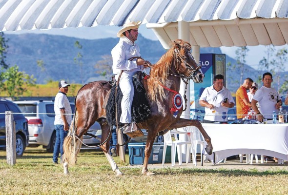A esta raza equina también se le conoce como el embajador silencioso del Perú. A esta raza equina también se le conoce como el embajador silencioso del Perú.