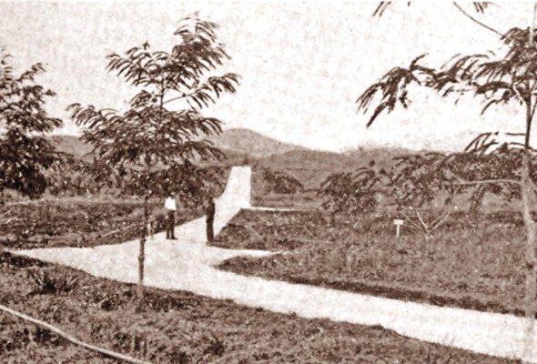 Parte de la nueva carretera construida en Summit Botanical Gardens. Second Annual Report of the Canal Zone Plant Introduction, 1926. Parte de la nueva carretera construida en Summit Botanical Gardens. Second Annual Report of the Canal Zone Plant Introduction, 1926.