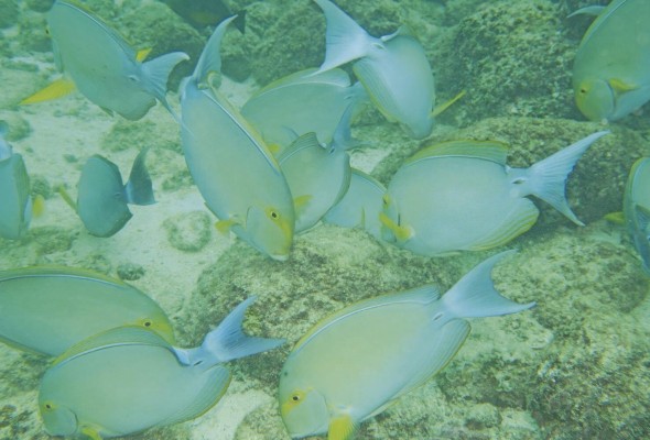 Peces herbívoros ,como los cirujanos, mantienen el balance entre los corales y las algas. Parque Nacional Coiba. Peces herbívoros ,como los cirujanos, mantienen el balance entre los corales y las algas. Parque Nacional Coiba.