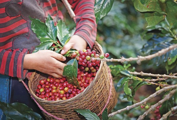 Panamá es una de las economías más estables de la región, con una producción importante en camarones, vegetales, maíz, arroz y café. Panamá es una de las economías más estables de la región, con una producción importante en camarones, vegetales, maíz, arroz y café.