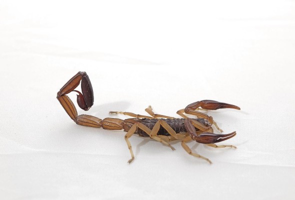 Centruroides granosus Centruroides granosus