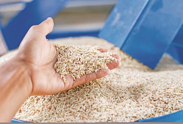 El precio mundial del arroz alcanzó en agosto su nivel más alto en 15 años, con un incremento de 9,8% en un mes. El precio mundial del arroz alcanzó en agosto su nivel más alto en 15 años, con un incremento de 9,8% en un mes.