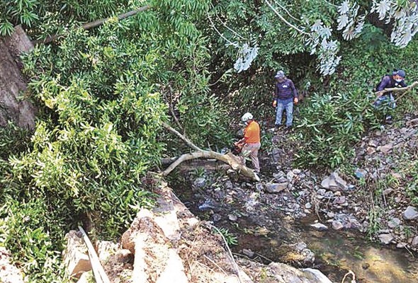 La caída de árboles amenaza constantemente las zonas urbanas con los fuertes torrenciales. La caída de árboles amenaza constantemente las zonas urbanas con los fuertes torrenciales.