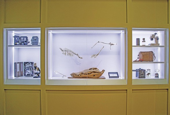 La muestra en el Museo del Canal: réplicas de cráneos del mono aullador y ñeque. La muestra en el Museo del Canal: réplicas de cráneos del mono aullador y ñeque.