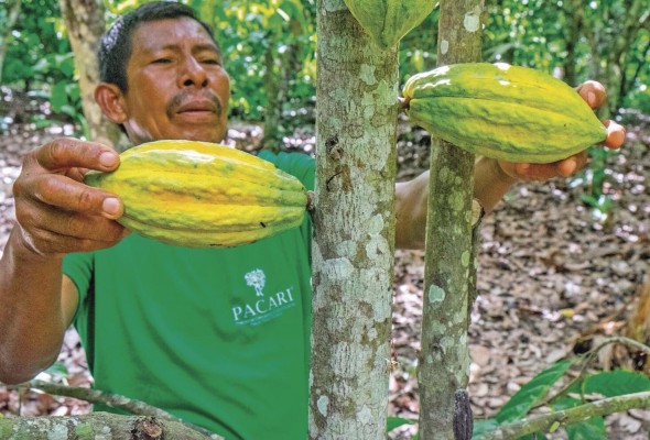 Pacari fue reconocido recientemente por Ethical Consumer Magazine como el chocolate número uno en el ranking de empresas éticas. Pacari fue reconocido recientemente por Ethical Consumer Magazine como el chocolate número uno en el ranking de empresas éticas.