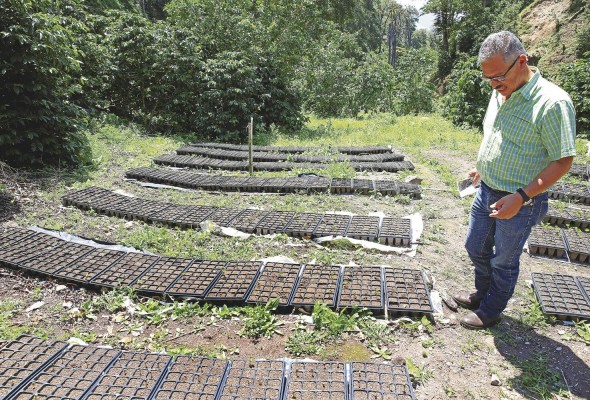 En Panamá, la provincia de Chiriquí es la mayor productora de café y de donde proviene uno de los mejores cafés de especialidad del mundo. En Panamá, la provincia de Chiriquí es la mayor productora de café y de donde proviene uno de los mejores cafés de especialidad del mundo.