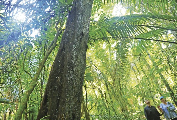 Cocobolo en pie del Parque soberanía, donde se evidencia la tala ilegal de la especie prohibida desde 2014 por MiAmbiente, a pesar de que la comercialización está regulada para asegurar la sostenibilidad. Cocobolo en pie del Parque soberanía, donde se evidencia la tala ilegal de la especie prohibida desde 2014 por MiAmbiente, a pesar de que la comercialización está regulada para asegurar la sostenibilidad.