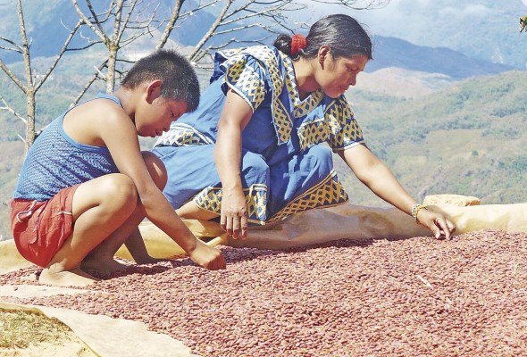 Las Escuelas de Campo se implementarán de manera inicial en las comarcas, por su alto índice de pobreza. Las Escuelas de Campo se implementarán de manera inicial en las comarcas, por su alto índice de pobreza.