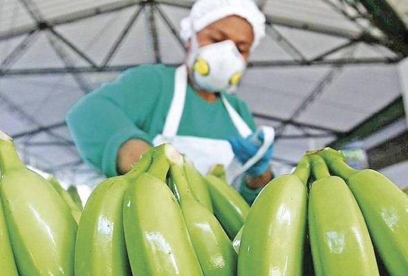 En este periodo el banano sigue liderando el total de las exportaciones con 4.5%. En este periodo el banano sigue liderando el total de las exportaciones con 4.5%.
