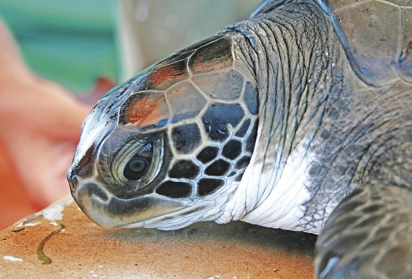 Esta iniciativa brindará a las autoridades información actualizada sobre diferentes flotas de pesca que interactúan con las tortugas marinas. Esta iniciativa brindará a las autoridades información actualizada sobre diferentes flotas de pesca que interactúan con las tortugas marinas.