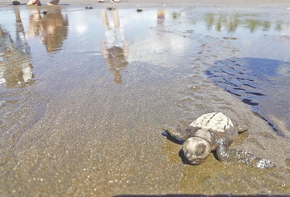 Isla Cañas cuentan con cinco especies de tortugas de las 7 que hay en el mundo. Isla Cañas cuentan con cinco especies de tortugas de las 7 que hay en el mundo.