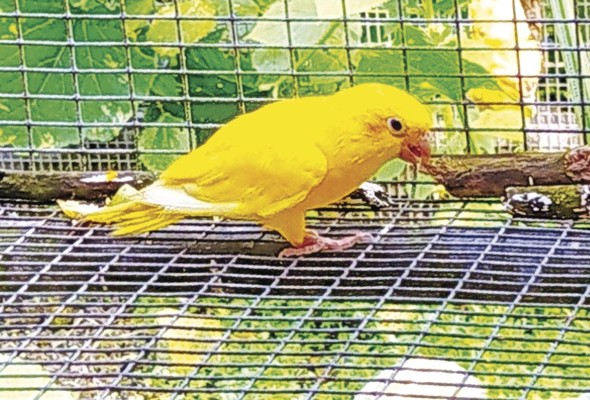 Esta especie de perico amarillo es original del centro de conservación de Puerto Lindo. Esta especie de perico amarillo es original del centro de conservación de Puerto Lindo.