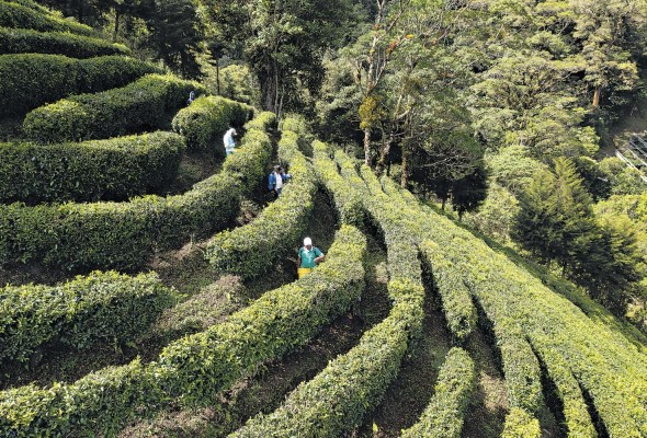 La intención de sus productores es que el té Kotowa complazca a un público conocedor y exigente. La intención de sus productores es que el té Kotowa complazca a un público conocedor y exigente.