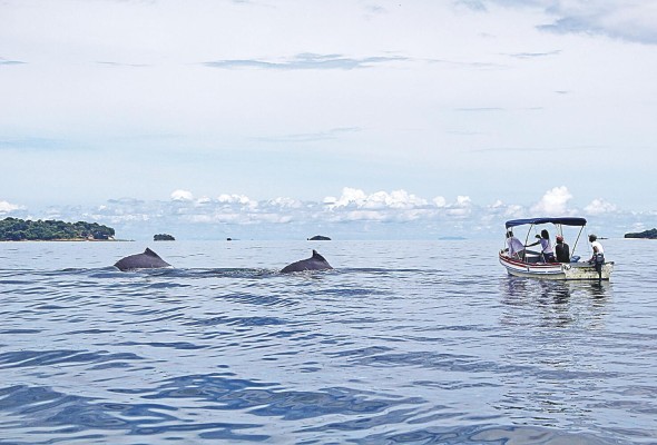 Las personas no deben acercarse a menos de 250 metros de las ballenas, y a menos de 100 metros de delfines. Las personas no deben acercarse a menos de 250 metros de las ballenas, y a menos de 100 metros de delfines.